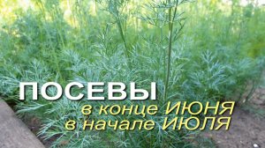🌿Что можно ЕЩЁ посеять в конце ИЮНЯ - начале ИЮЛЯ!