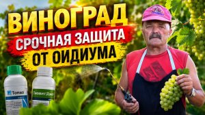 ВИНОГРАД. СРОЧНАЯ ЗАЩИТА ОТ ОИДИУМА И МИЛДЬЮ!