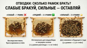 Отводки: сколько рамок брать, чтобы получить максимум мёда и силы? Отвечает профессор Кашковский 🐝