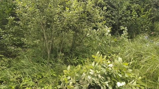 Наталия Захарова. Председательница СНТ 🏡