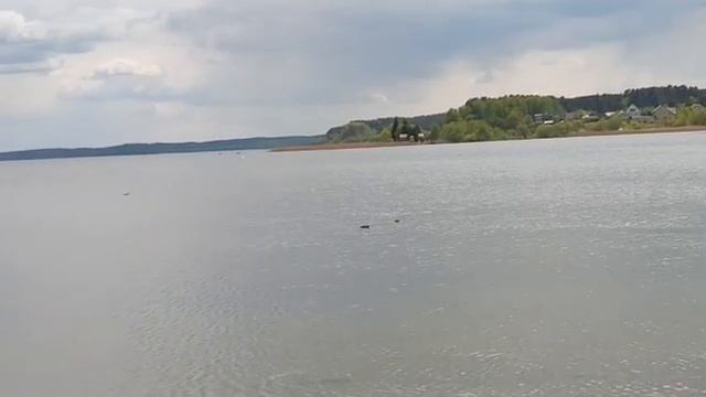 Лебеди на набережной в городе Себеж
