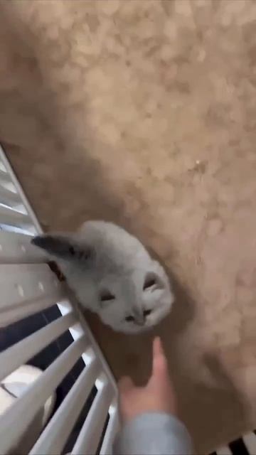 милота смотреть онлайн