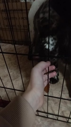 обзор на Нашу собаку чек