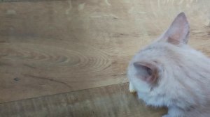 VID_20260624_150055.mp4 миги ест дыню🐱