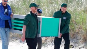 В Калининградской области спасли и вернули в природу краснокнижных тюленей.