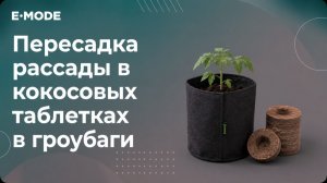Пересадка рассады в кокосовых таблетках в гроубаги