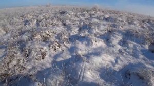 Охота на зайца! Такое тоже бывает