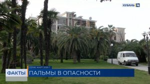 Знаменитые пальмы в Сочи могут полностью уничтожить вредители