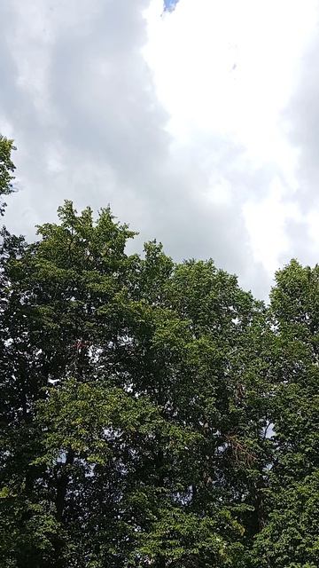 Шум листьев деревьев на ветру, лето, звуки природы.