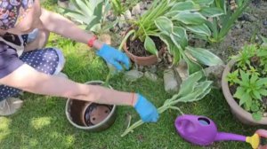 На даче 🌿 Работаю с растениями 🌿 Хосты 🌿