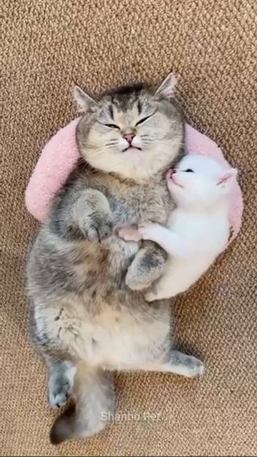 Милота