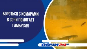 Бороться с комарами в Сочи помогает гамбузия