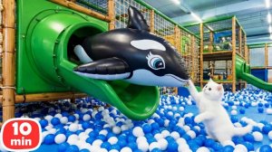 Кефир — герой дня: спасает косатку и катается на игрушечной машинке 🐱🚗 | Сборник для детей