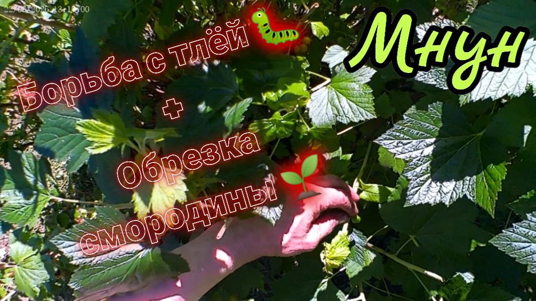 Борьба с тлёй🐛 + обрезка смородины🌱