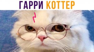 ГАРРИ КОТТЕР)) Приколы с котами