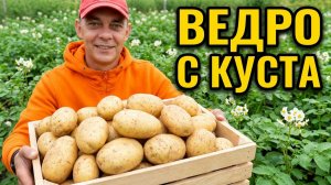 Картофель цветёт? СРОЧНО сделай эту подкормку, чтобы собрать ведро  картошки с куста! 🥔🥔🥔