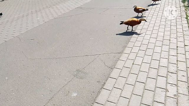 Выпуск 1 "У пруда" смотреть онлайн