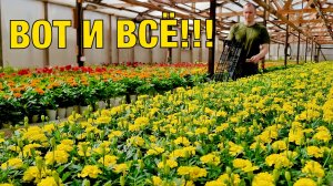 ЯРКОЕ МОРЕ ЦВЕТОВ прогулка по теплице | Месяц работы в одном видео | Завершили сезон |Ульи для пчёл