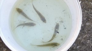 🐟🐠🌊Спасение маленьких рыбок и перевозка их в лесную реку!!!