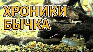 ХРОНИКИ БЫЧКА