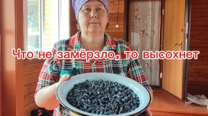 Собираю жимолость.☀️ Появилась птица.