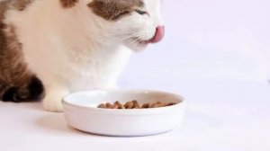 Оставляете кота ОДНОГО？ Избегайте этих 7 ОШИБОК!