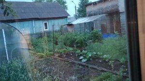 24.06.26. Сильный ливень. Муся пропадала 5 дней. В огороде появилась белокрылка.