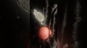 РОЛИК ОТ АННЫ