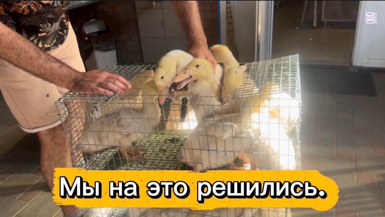 ❤️Долго уговаривать не пришлось/ Черри велли и Муларды нашего подворья. смотреть онлайн