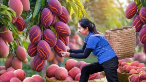 Сбор урожая редкого манго «бэби» для продажи на рынке | Выгодный сбор урожая деревенским способом.