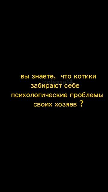 Когда кот выслушал твои проблемы смотреть онлайн