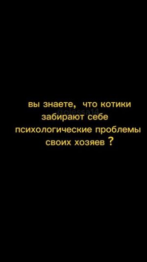 Когда кот выслушал твои проблемы