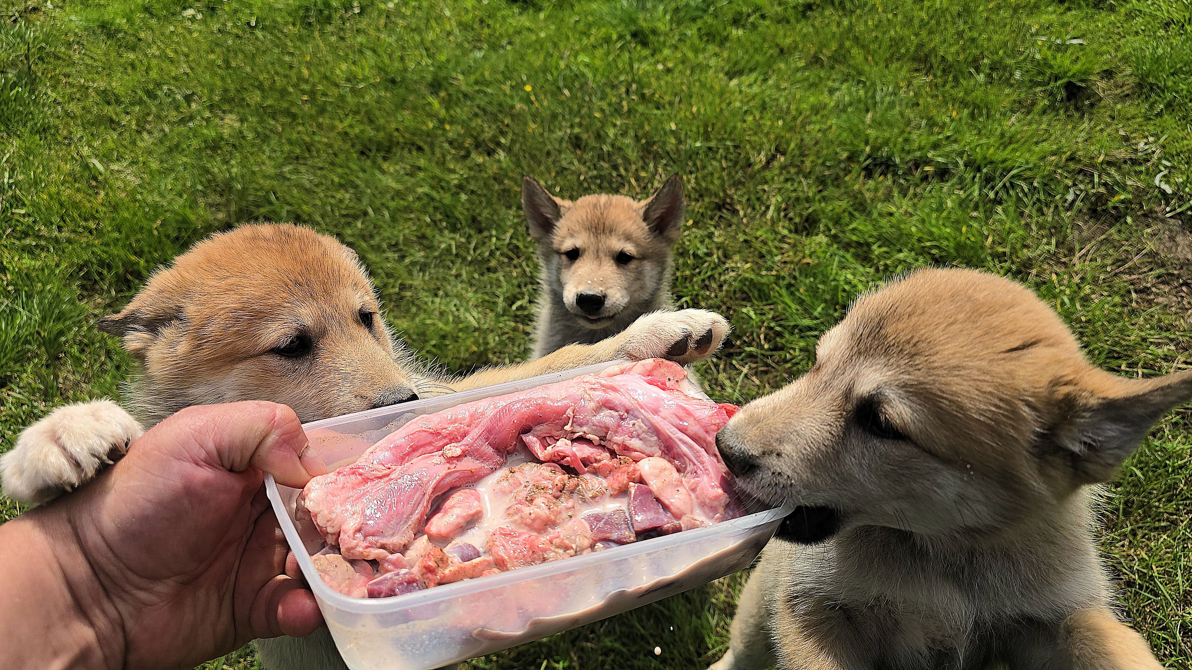 Молочно-мясная подкормка смотреть онлайн