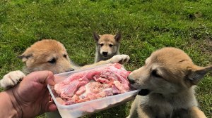 Молочно-мясная  подкормка