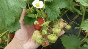 Первый сбор🍓спасаю ягоды от серой гнили.