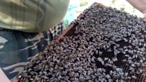 Работа по проверке выхода маток в отводках.🐝