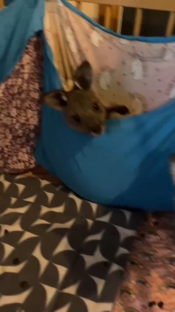 Детский садик кенгурят