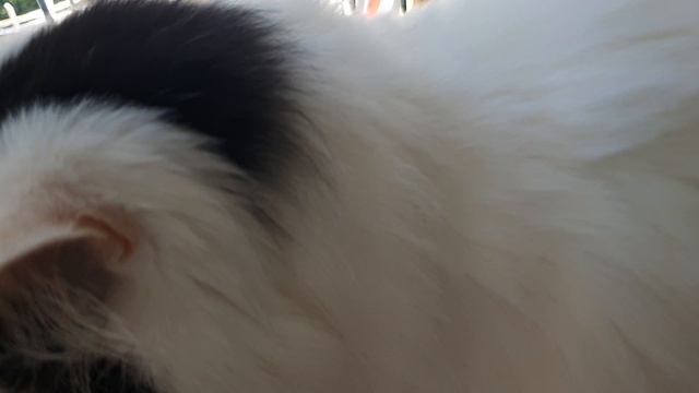 Кот Кузя🤗🥰💋💞