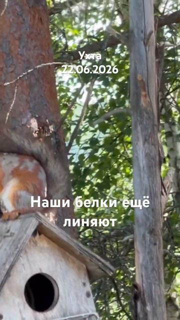 #Ухта …наши белочки ещё линяют..,Республика Коми…22.06.2026