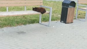 Черный кот!!!
