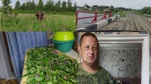 Новый день в деревне.Собираю и готовлю Иван чай.