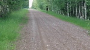 Встреча с лосем! Я здесь живу! 🦌