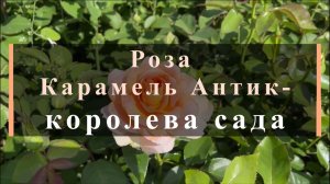 Роза Карамель Антик-королева сада.