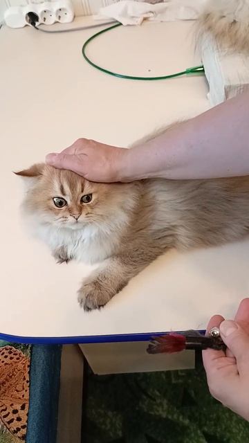 Котенок Тамерлан   шотландский прямоухий  В разведение или в любимцы