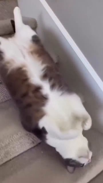 Кот