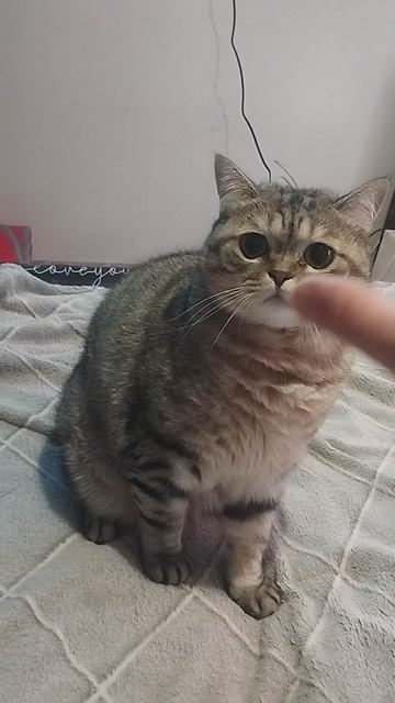 "КОШКИН ДВИЖ" Мила =Кусь)