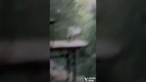 Тайна леса 1 сезон 2 серия « Обоение*