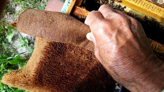 Пчёлы.Арифметика пчеловода )Повторение -мать ученья.Repetitio est mater studiorum/ Овидей. смотреть онлайн