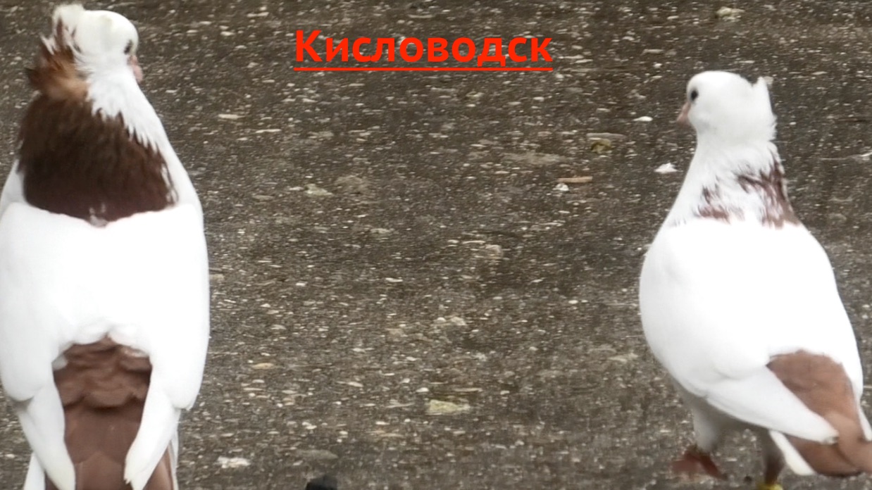 Голуби Арсена в Кисловодске! 2026г смотреть онлайн