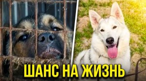 Цена одного спасения. Сколько стоит шанс на жизнь?